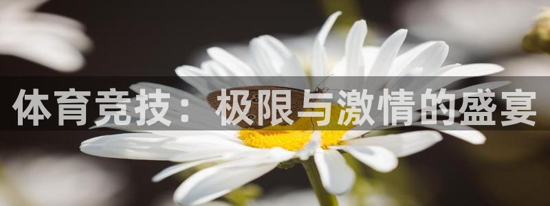 松鼠平台