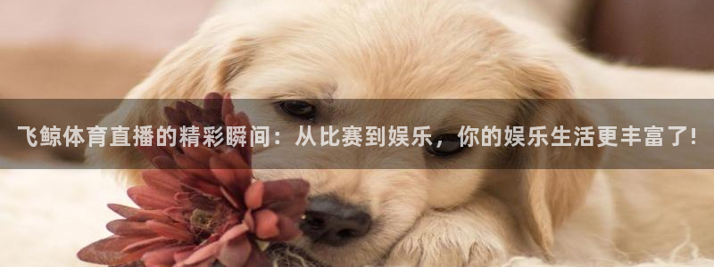松鼠直播nba：飞鲸体育直播的精彩瞬间：从比赛到娱乐，你的娱乐生活更丰富了!